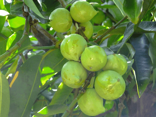 Incredible Health Benefits of Garcinia Cambogia Nobody Told You About