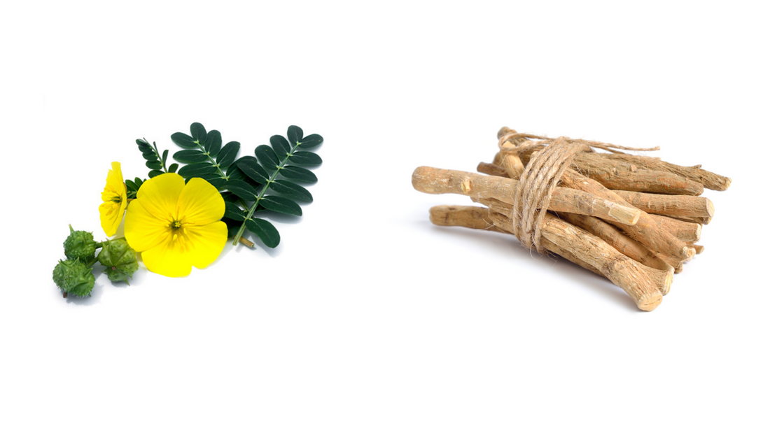 Gokshura and Ashwagandha: A timeless duo for everyday wellness