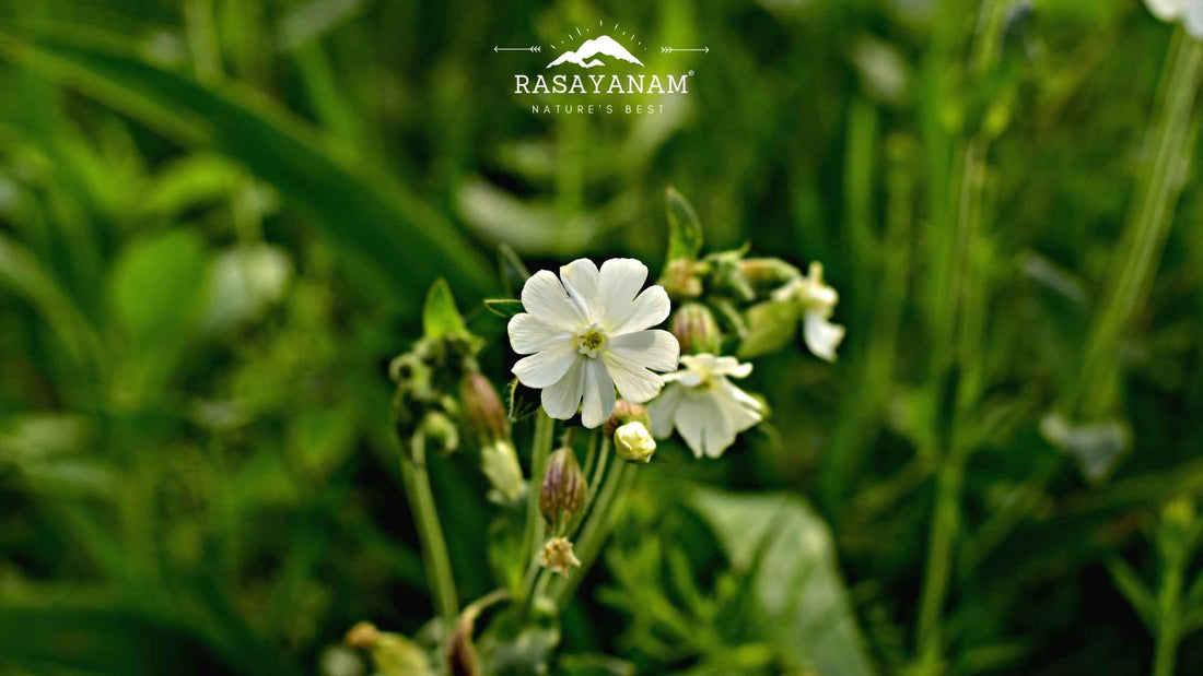 Saponins in Gokshura