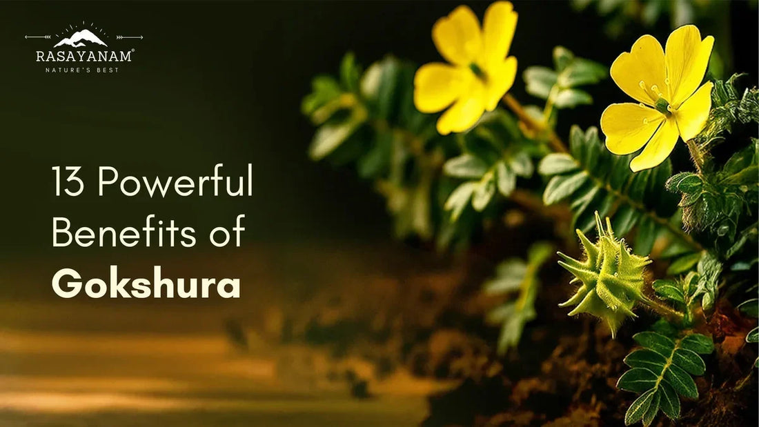 Benefits of Gokshura