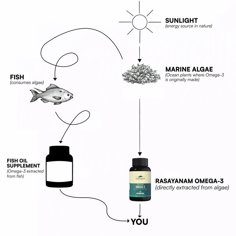 Omega-3 food chain diagram showing algae to fish to supplement