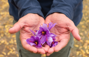 saffron in hand