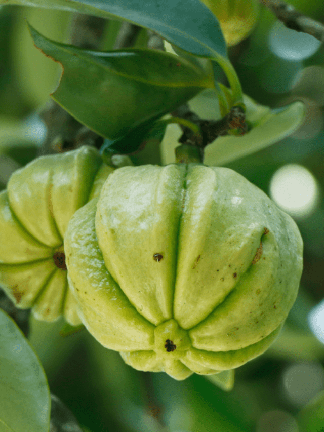 Benefits of Garcinia Cambogia for Weight Loss