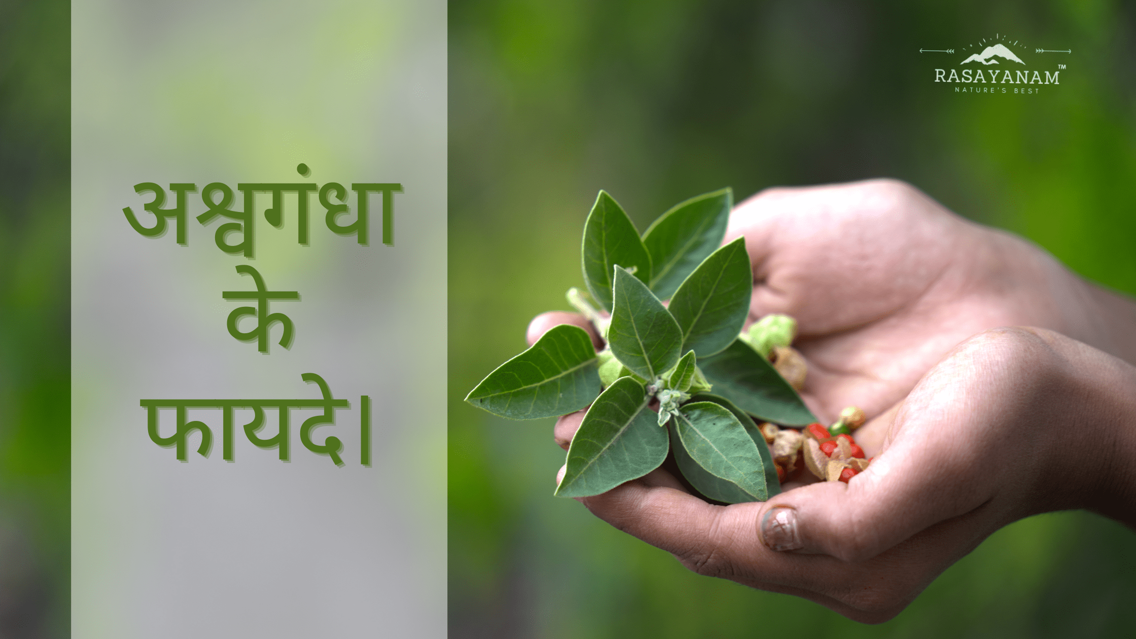 अश्वगंधा के फायदे, benefits of ashwagandha, Rasayanam ashwagandha,